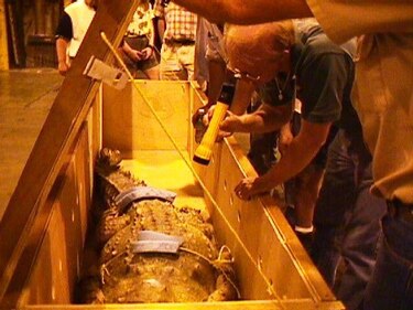 Cómo Juancho, un caimán del Orinoco, juega desde Dallas un papel clave para impedir la extinción de su especie