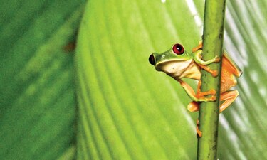 Ranas arbóreas de ojos rojos