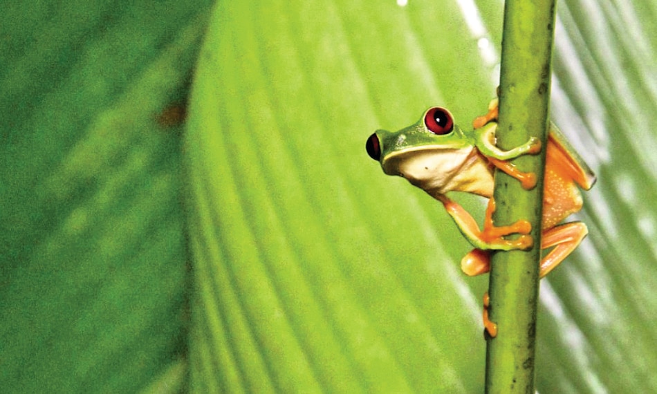 Ranas arbóreas de ojos rojos