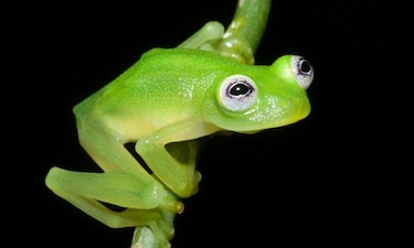 Descubren 'rana de cristal' en Costa Rica