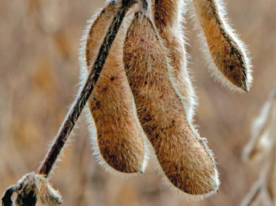 Confirman caída en cosecha de soja por sequía