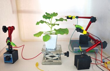 Tecnología y naturaleza: robots-plantas