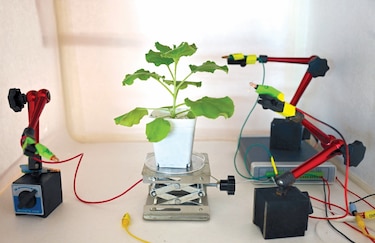 Tecnología y naturaleza: robots-plantas