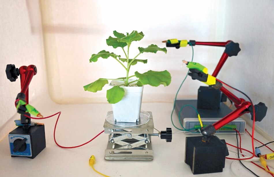 Tecnología y naturaleza: robots-plantas