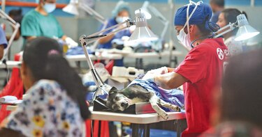 Endurecerán penas por maltrato animal