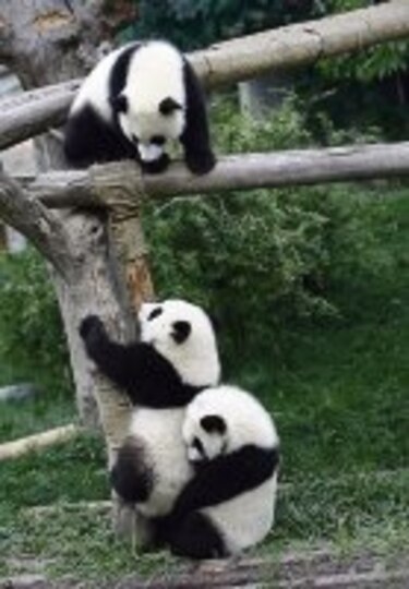 Alta incidencia de gemelos panda