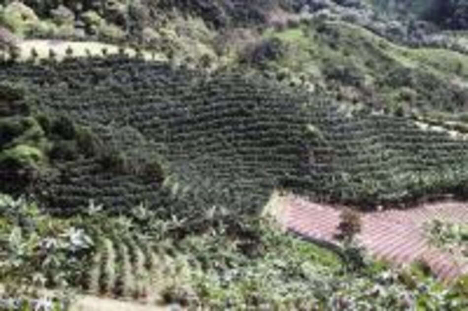 El negocio del café: una empresa de tradición
