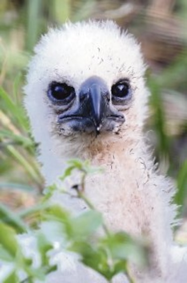Un águila harpía llamada Panamá