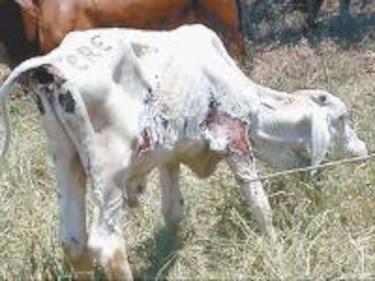 Hongo mata reses en Azuero