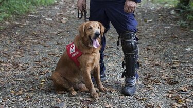 Caminata con los perros rescatistas de K-SAR en la cinta costera