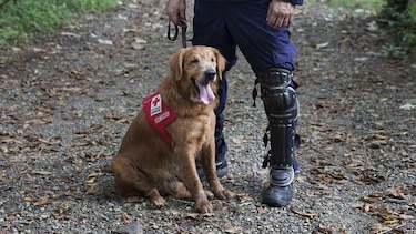 Caminata con los perros rescatistas de K-SAR en la cinta costera