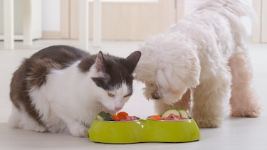 ¿Come bien su mascota? La alimentación también previene complicaciones