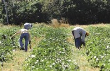 Panamá mantiene vigentes 15 incentivos fiscales