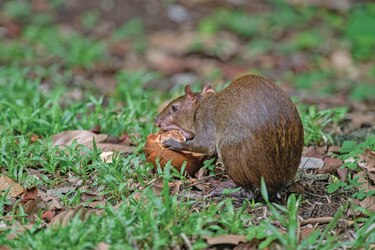El olor de los ocelotes ahuyenta a los roedores que dispersan semillas