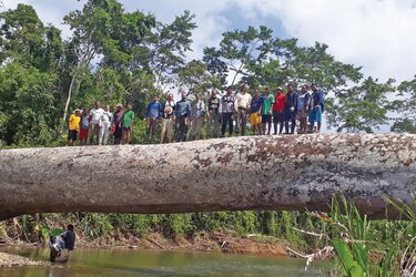 Cuando los bosques encuentran aliados en los humanos