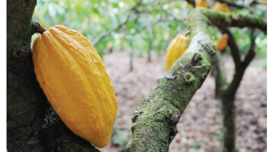 Plan maestro del agro fortalecerá ruta del cacao