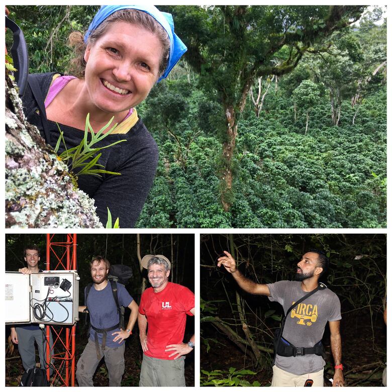 Algunos árboles tropicales resisten el embate de los rayos