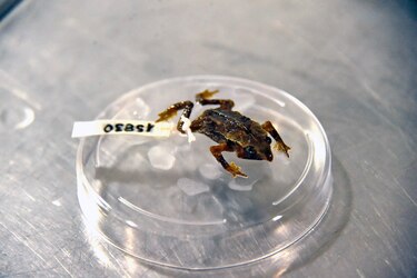 ¡Rompió el silencio!: biólogos de Ecuador captan canto de sapo considerado mudo por un siglo