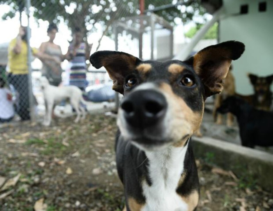 La Orden del Phoenix realizará su cuarta jornada de recolecta de alimentos para animales