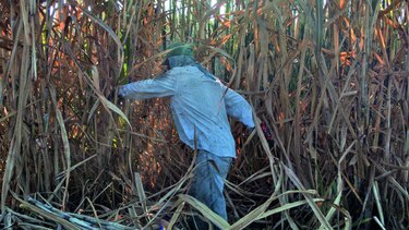 Insisten en investigación contra fructosa
