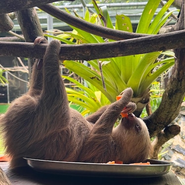 Todo sobre los perezosos en Panamá: especies, curiosidades y amenazas