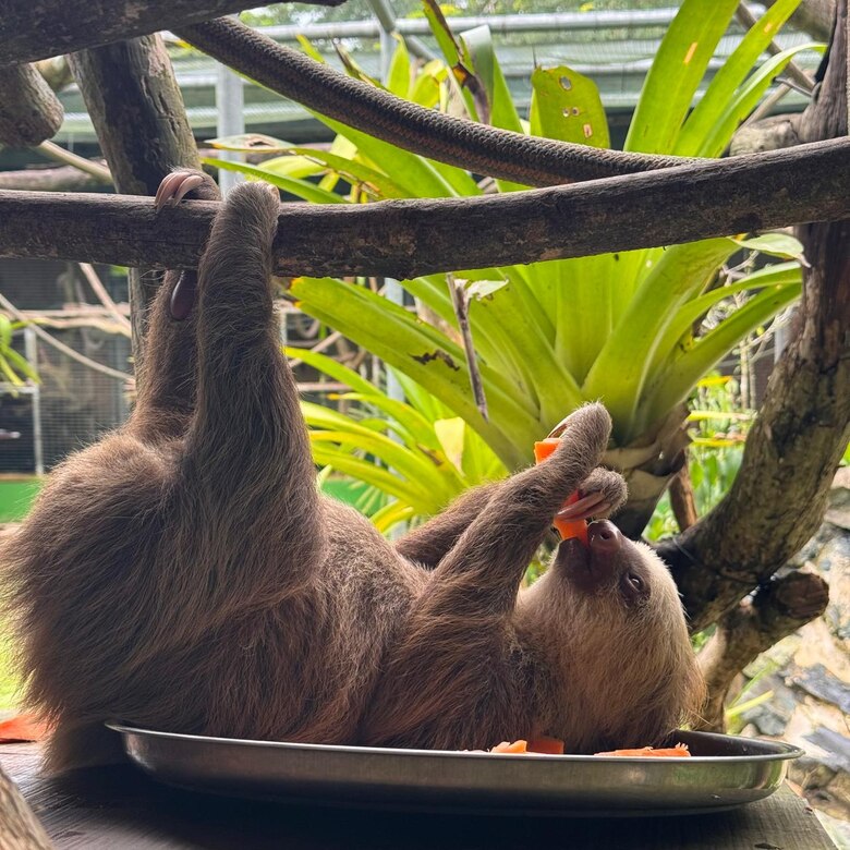 Todo sobre los perezosos en Panamá: especies, curiosidades y amenazas