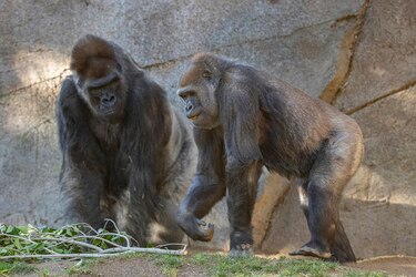 Nueve primates de zoológico de Estados Unidos vacunados contra la Covid-19