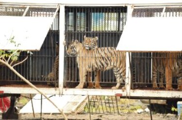 Por la defensa de los animales