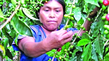 Boquete se prepara para cosecha de café