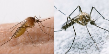 Brasil: Identifican a segundo mosquito transmisor del virus zika