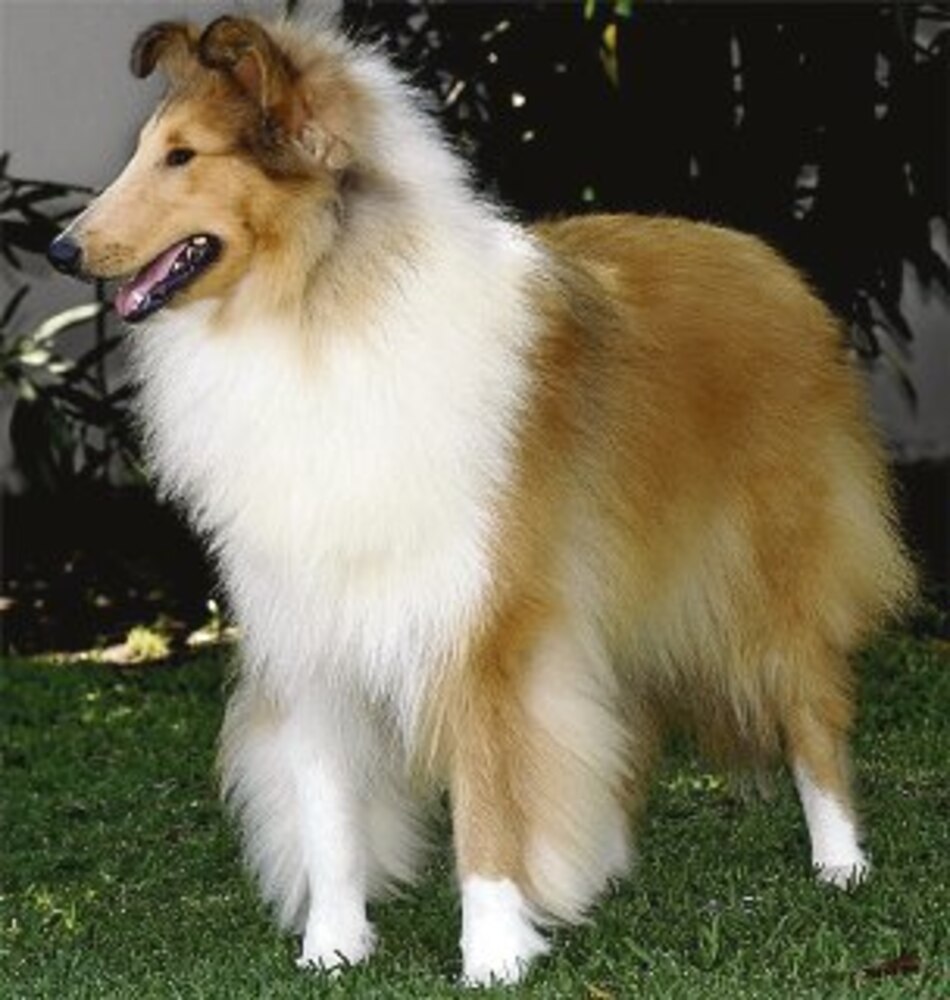 El bondadoso pastor Collie