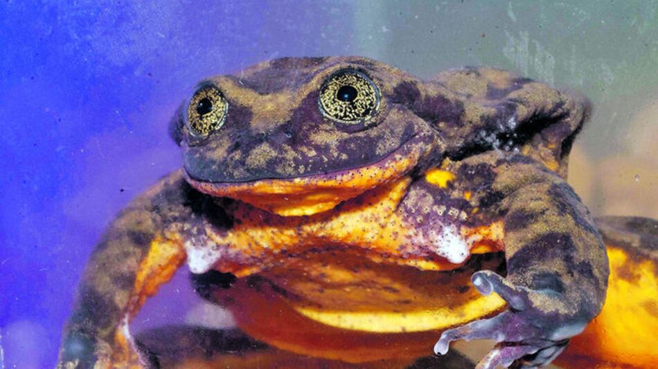 Rana Romeo busca novia