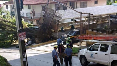 Cae árbol en calle 56; vía cerrada de forma parcial