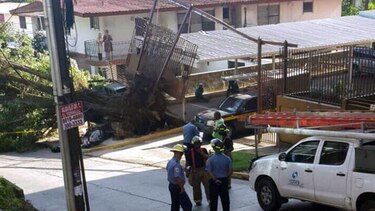 Cae árbol en calle 56; vía cerrada de forma parcial