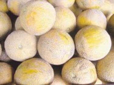 Chiriquí comercializa melón