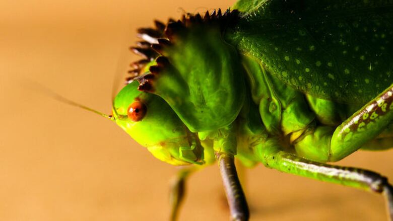 Observación de fauna
