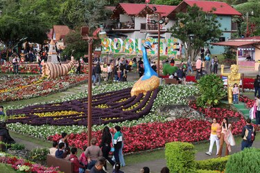 Miles de flores y el café más caro del mundo engalanan poblado en las montañas de Panamá