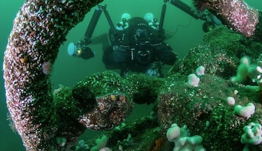 Estudio: Restos de embarcaciones protegen la vida marina de la pesca de arrastre