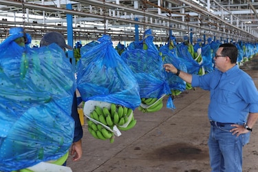 Chiquita inicia pruebas con 17 empacadoras de banano en Changuinola, Bocas de Toro