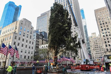Colocan árbol de Navidad en el Rockefeller Center en Nueva York
