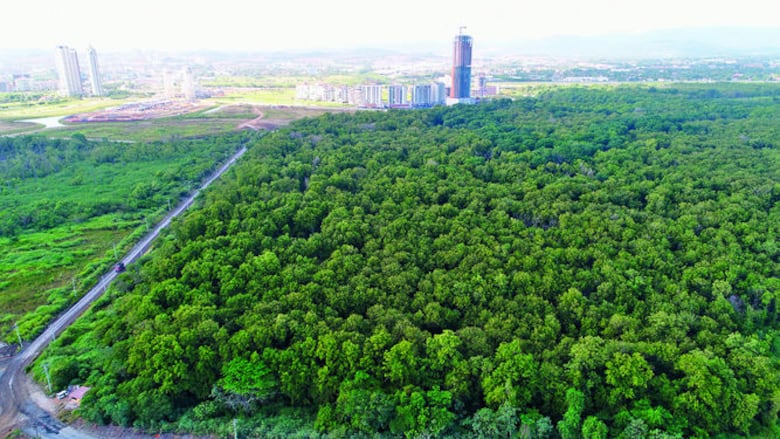 Se muere el humedal bahía de Panamá
