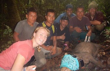 Científicos del Smithsonian estudian a Serafina, la primera puerco de monte en Panamá que usa radio-collar