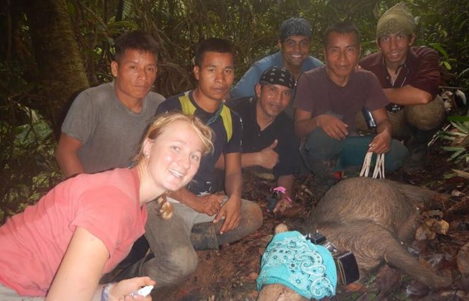 Científicos del Smithsonian estudian a Serafina, la primera puerco de monte en Panamá que usa radio-collar