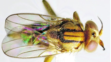 Nueva especie de mosca