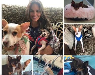 Zulay Rodríguez, sus discursos xenofóbicos, los lingotes de oro y los auxilios económicos