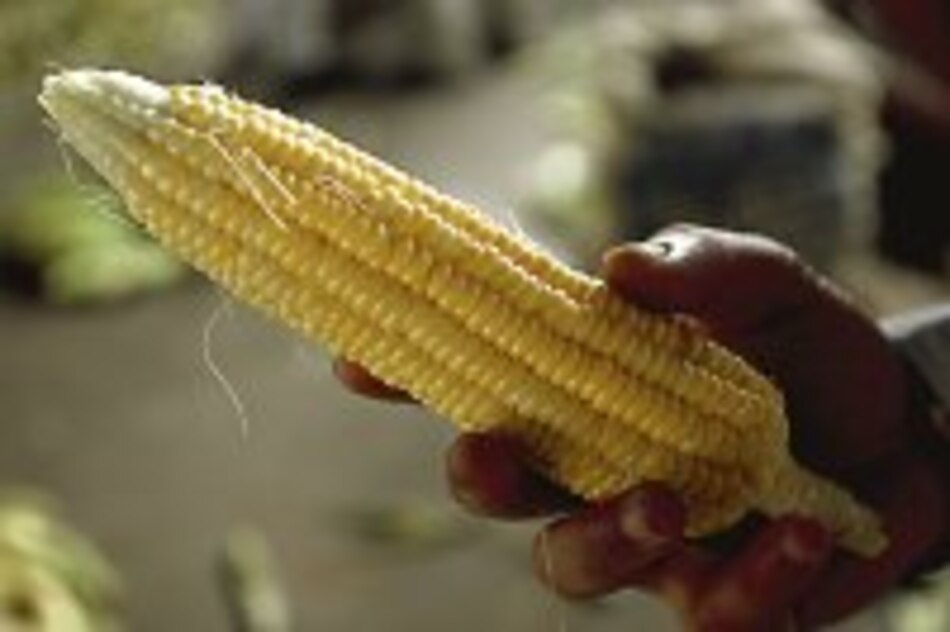 Secuencia de genoma de maíz puede estimular producción
