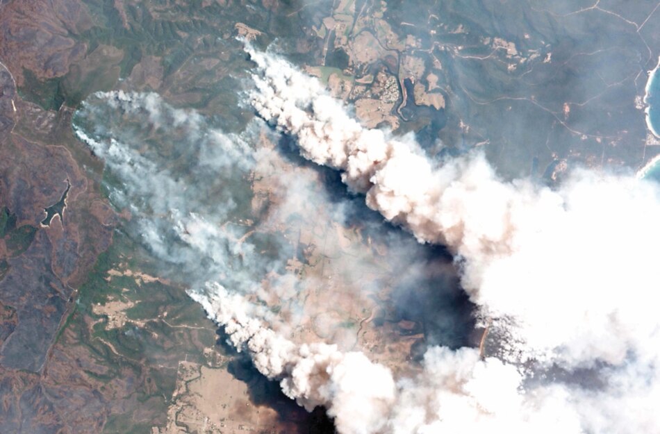 Mil millones de animales mueren durante incendios en selva australiana