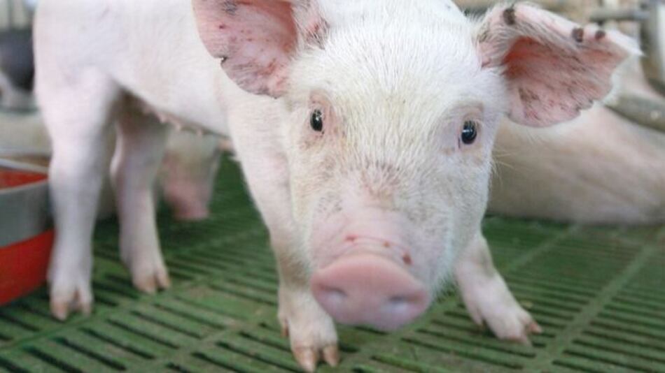 Gigante avícola aprovecha crisis porcina china