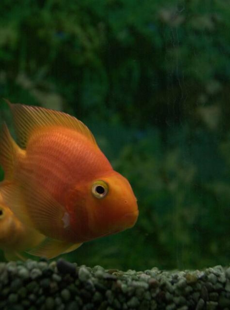 La liberación de metano en la atmósfera acabó con gran parte de la antigua vida marina