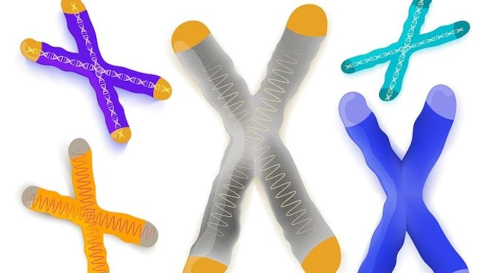 La verdadera edad está en las células